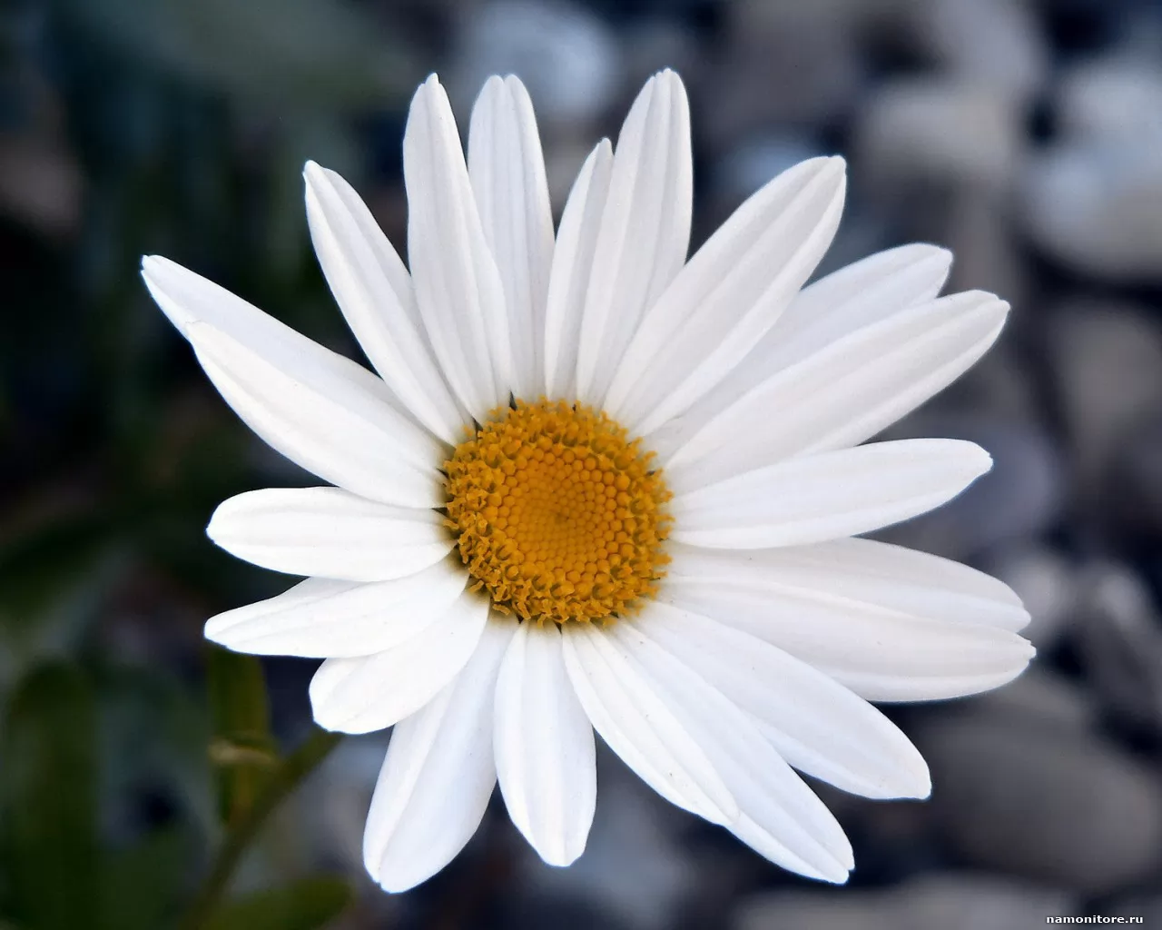 �������, �������, ����� �