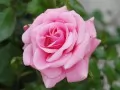 open picture: «Rose»