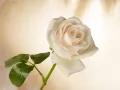 выбранное изображение: «Роза»