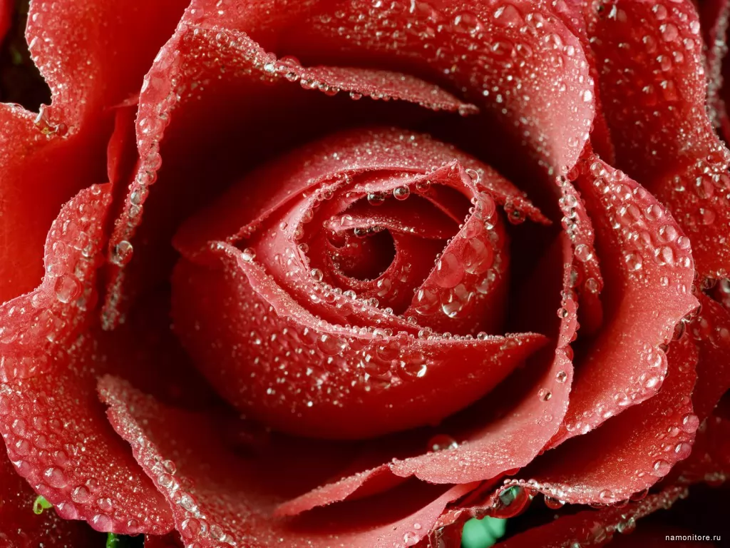 Роза крупным планом, красное, лучшее, розы, цветы х