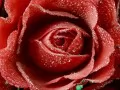 выбранное изображение: «Роза крупным планом»