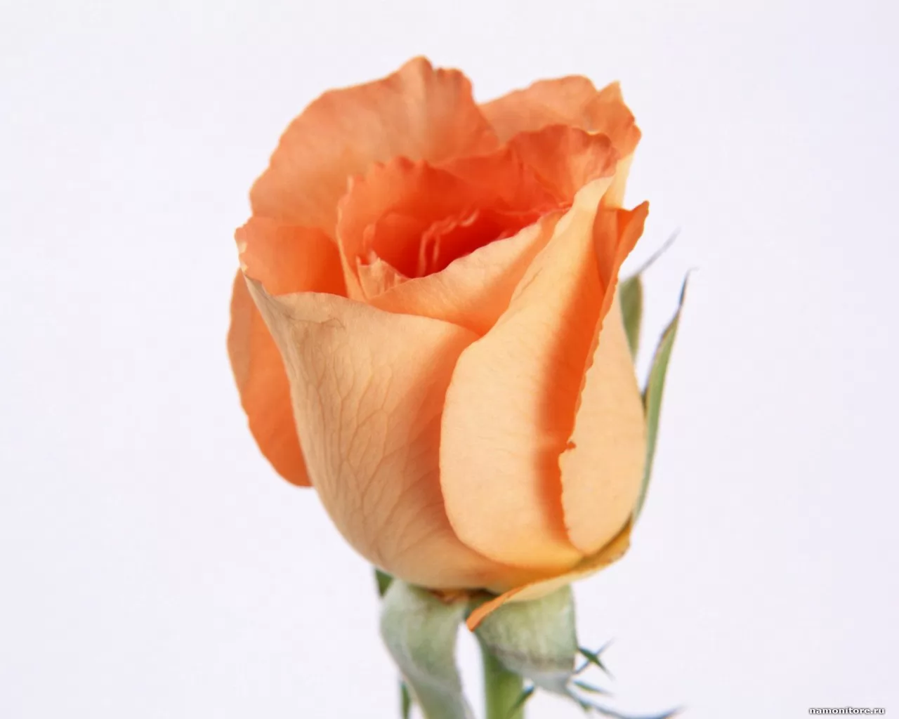 Роза светло оранжевая