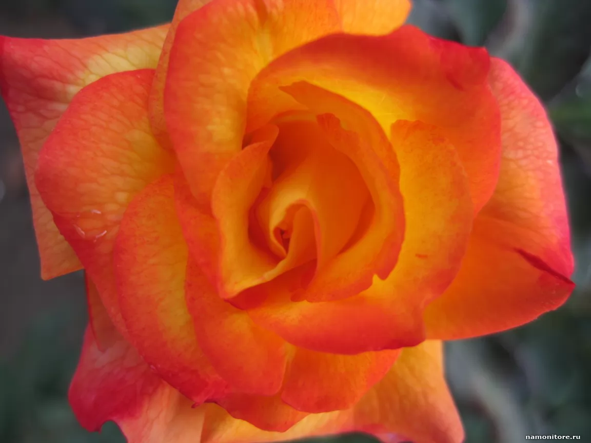 Огненно оранж роза