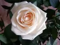 open picture: «Rose in pastel tones»