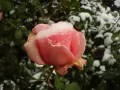 обои для рабочего стола: «Роза в снегу»