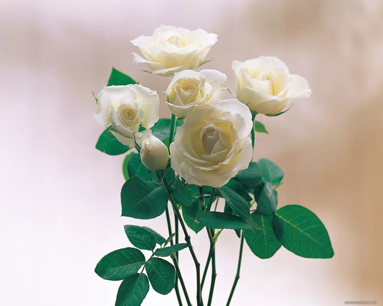 Roses, best, flowers, roses, white x