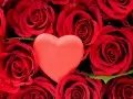 обои для рабочего стола: «Розы и сердце»
