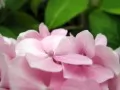 open picture: «Pink hydrangea»
