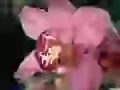 The Pink orchid