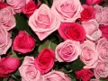 обои для рабочего стола: «Розовые розы»