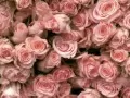 обои для рабочего стола: «Розовые розы»