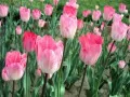 выбранное изображение: «Розовые тюльпаны»
