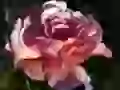 The Garden rose