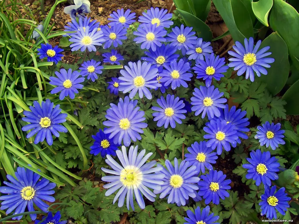 Садовые цветы, синее, цветы х