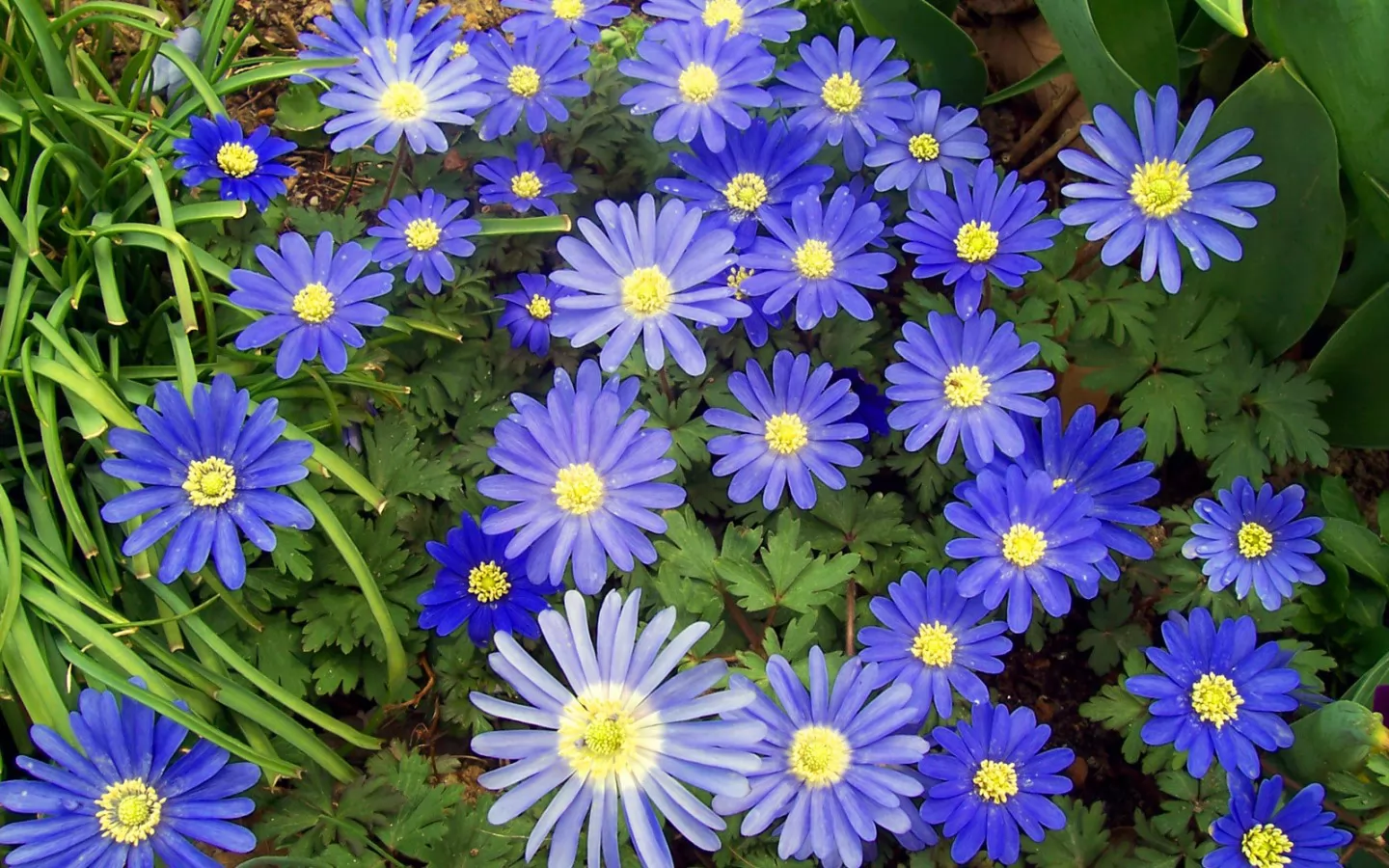 Садовые цветы, синее, цветы х