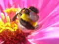 open picture: «Bumblebee»