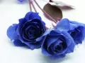 обои для рабочего стола: «Синие розы»