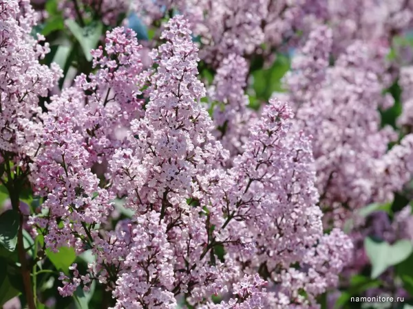 Lilac, Flowers