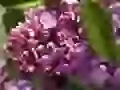 Lilac after a rain