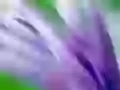 Lilac petals