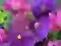 The Lilac bouquet