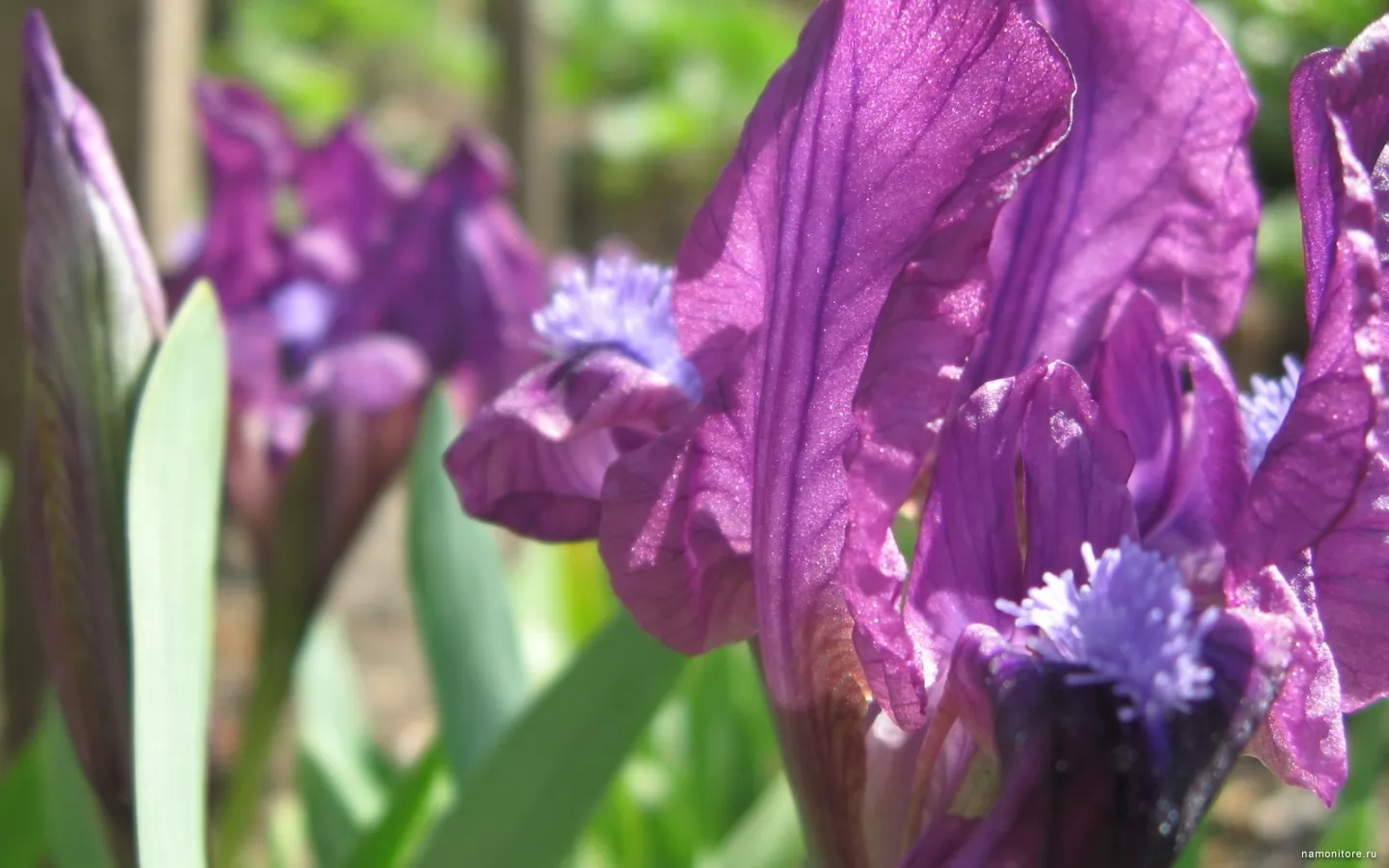 Light of an iris, flowers, violet x