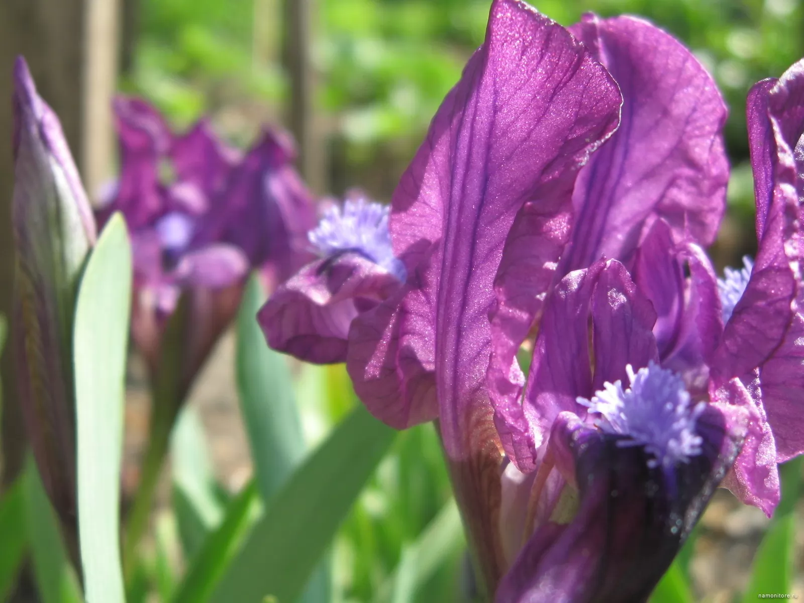 Light of an iris, flowers, violet x