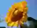 The Solar flower