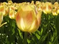 выбранное изображение: «Солнце в тюльпанах»