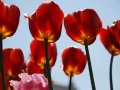 open picture: «Harmonous tulips»