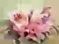 Fresh bouquet