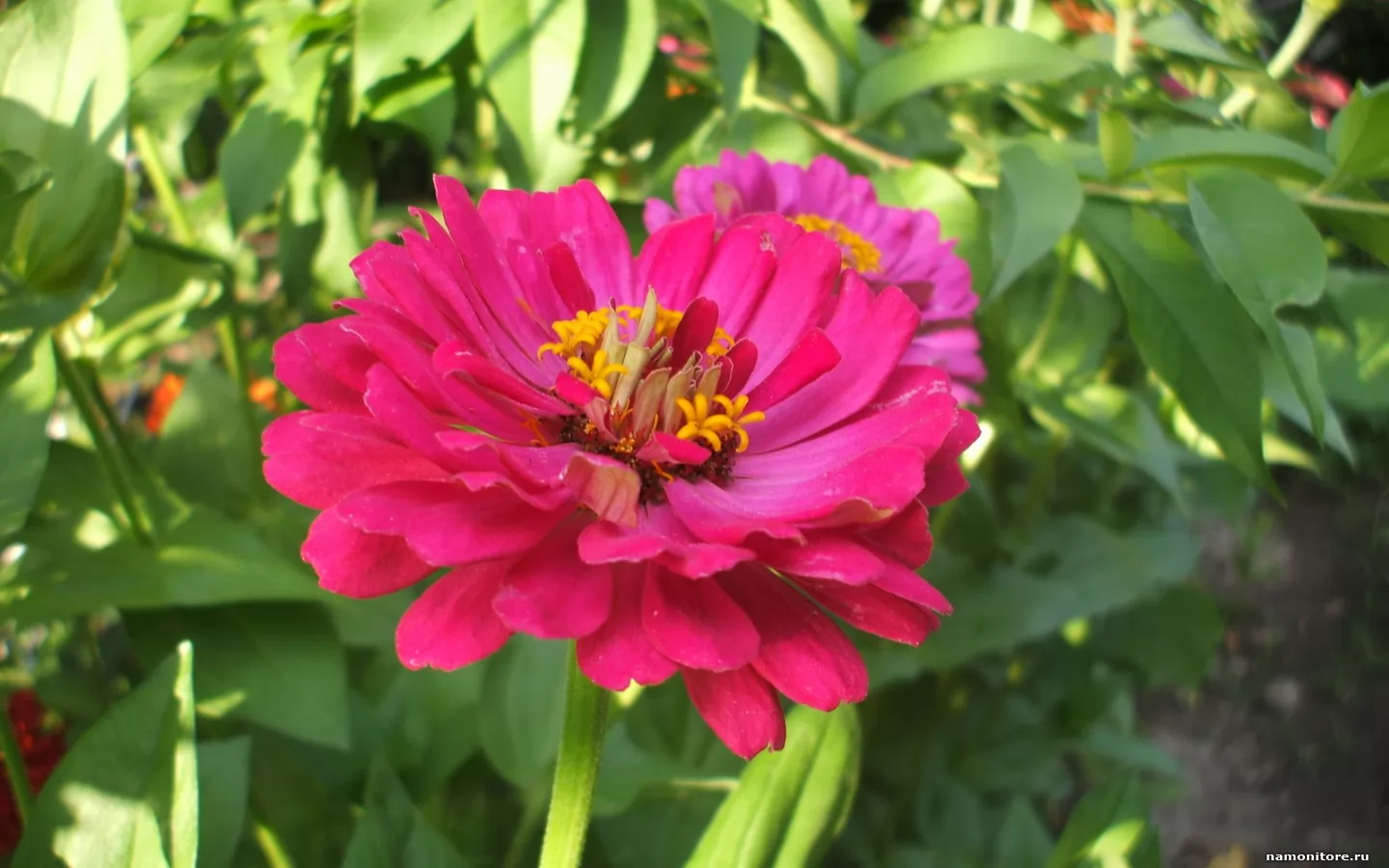 Zinnia angustifolia