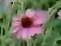 Floret in a high grass
