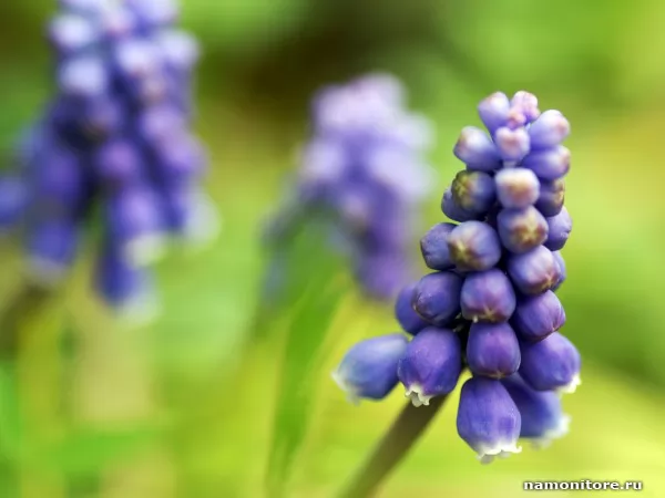 Florets, Flowers