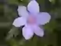 Flower clematis