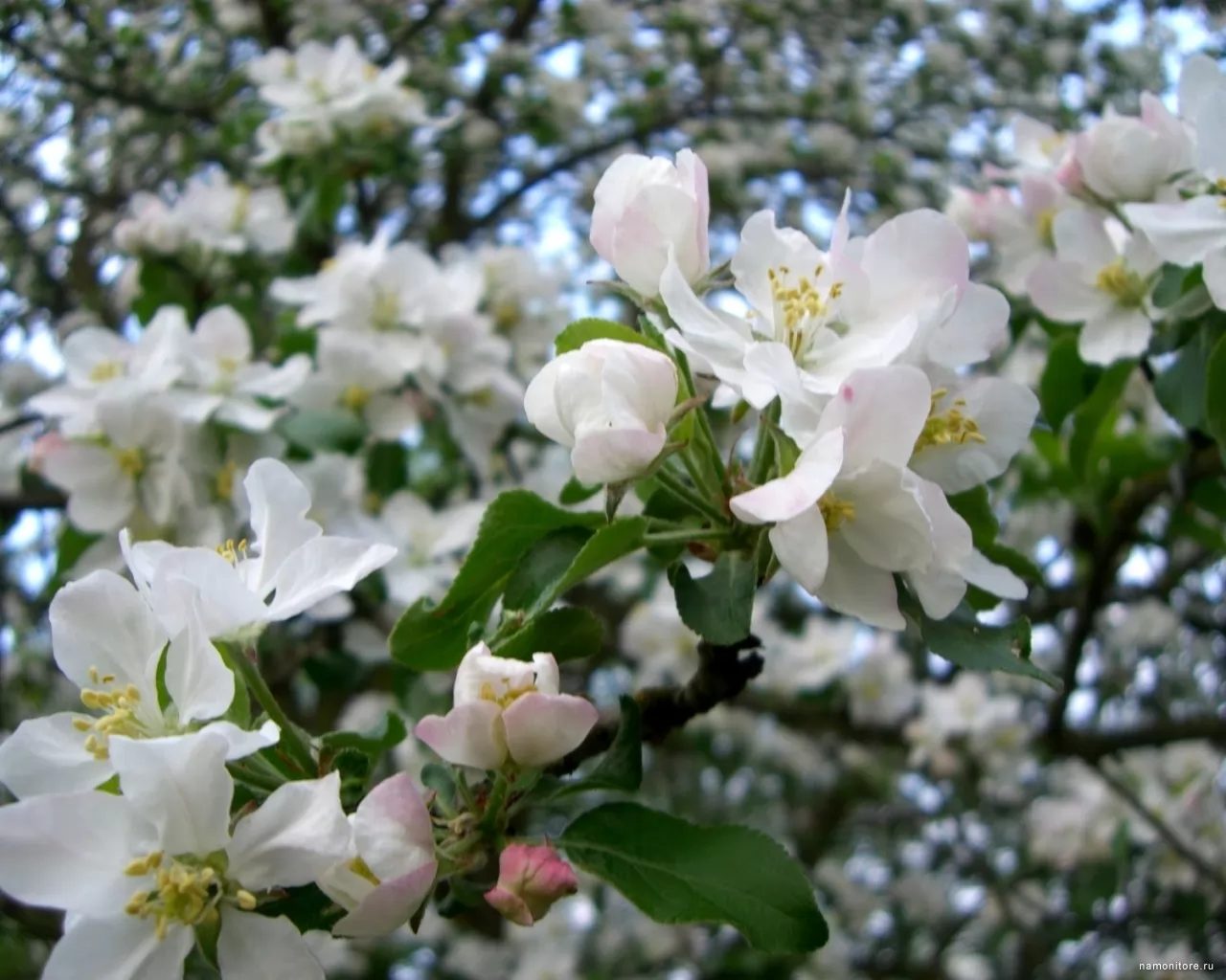 Яблоки цветы весны. Яблоня Сиверса. Яблоня Сиверса цветет весной. Яблоня Сиверса цветет. Яблоня “белый налив” цветение дерево.