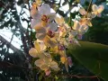 обои для рабочего стола: «Цветущие орхидеи»