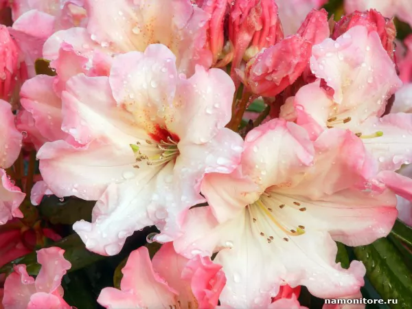 Blossoming rhododendron, Flowers