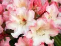 current picture: «Blossoming rhododendron»