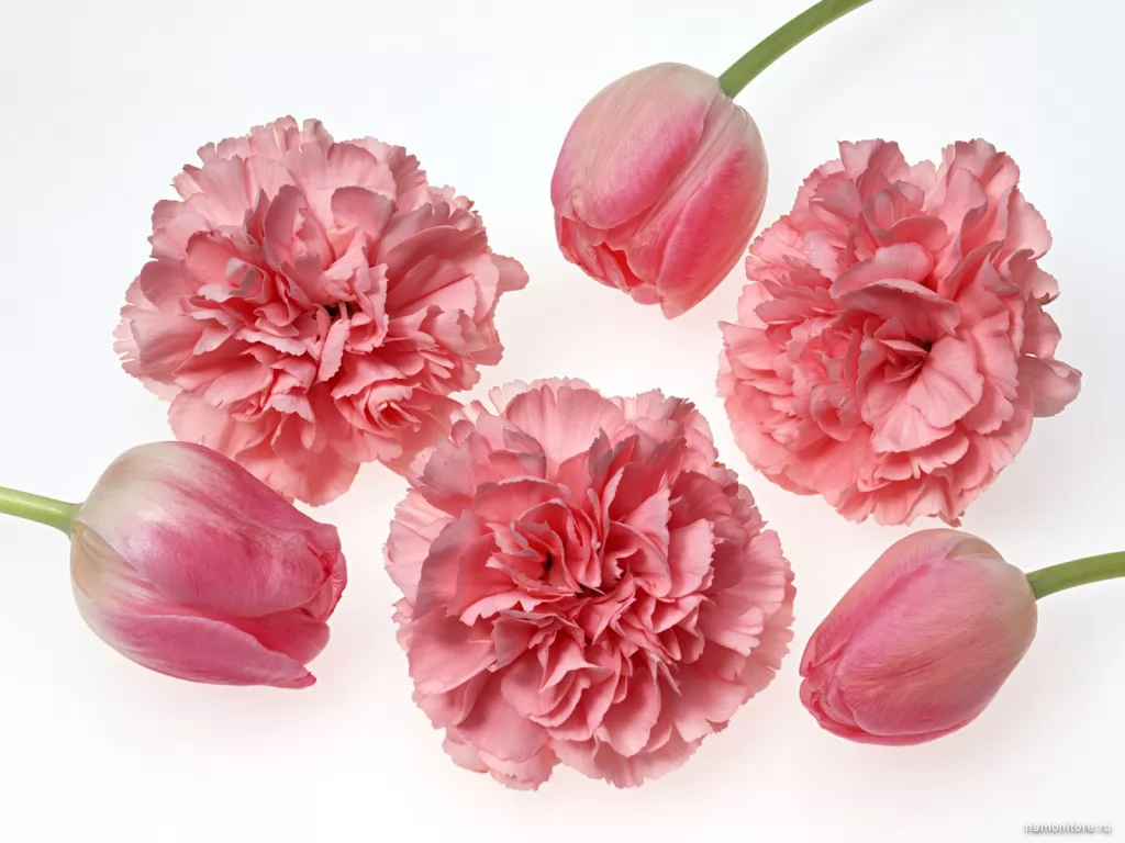 Tulips and carnations, carnations, flowers, pink, tulips x