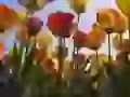 Tulips in Kojkenhofe