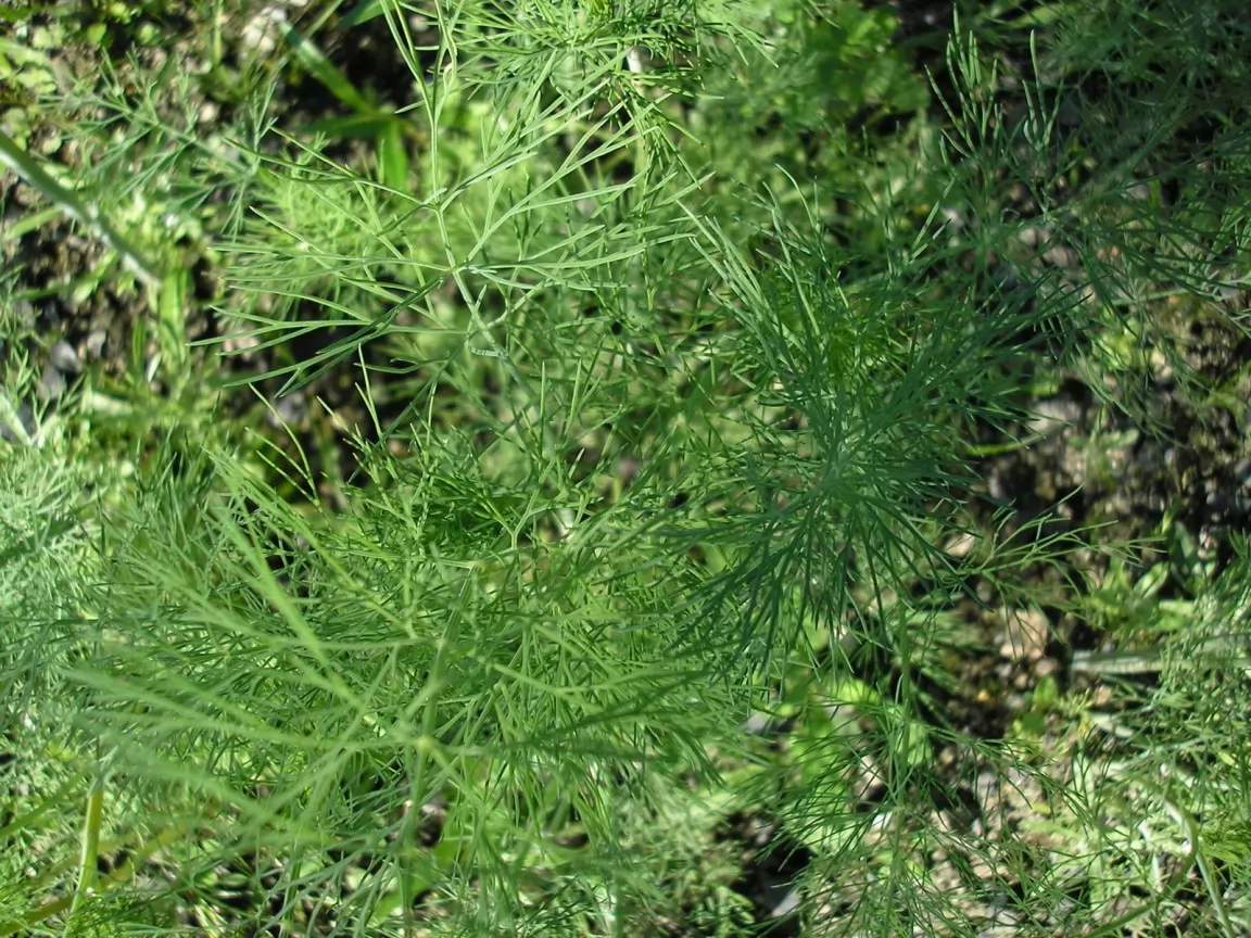 Сорняк похожий на елочку фото и названия