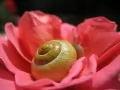 open picture: «Snail in a rose»