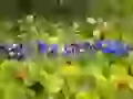 Spring violence