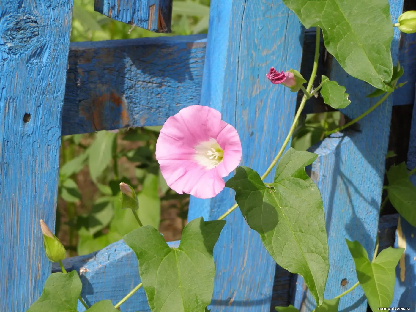 Вьюнок bindweed