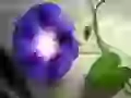 Little violet flower