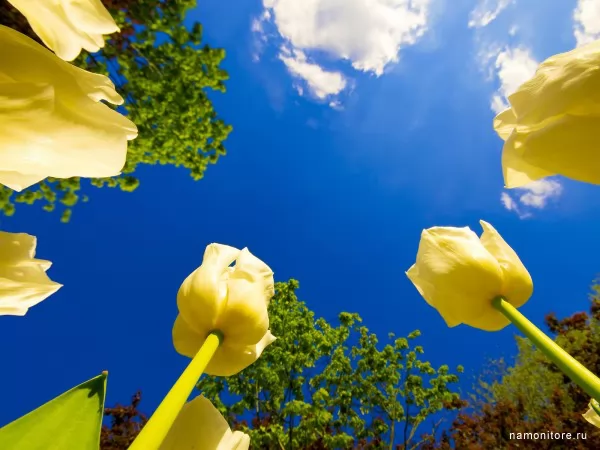 Sight in the sky, Flowers