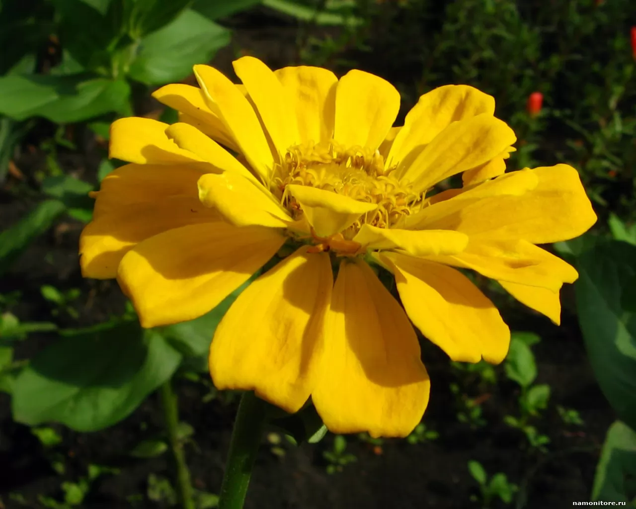 Yellow flower, ,  