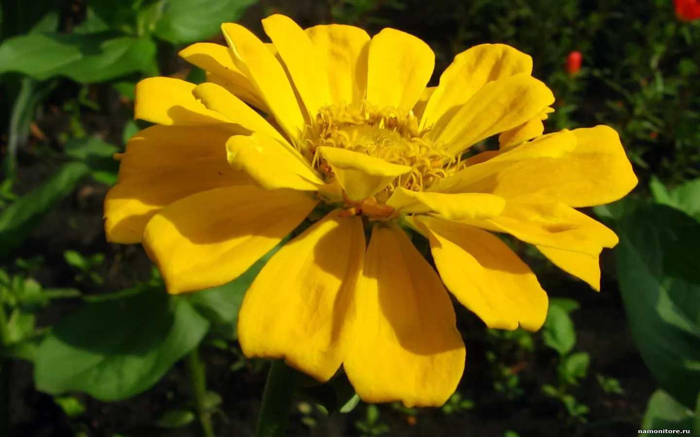 Yellow flower, ,  