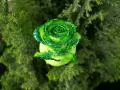 Green rose and coniferous paws
